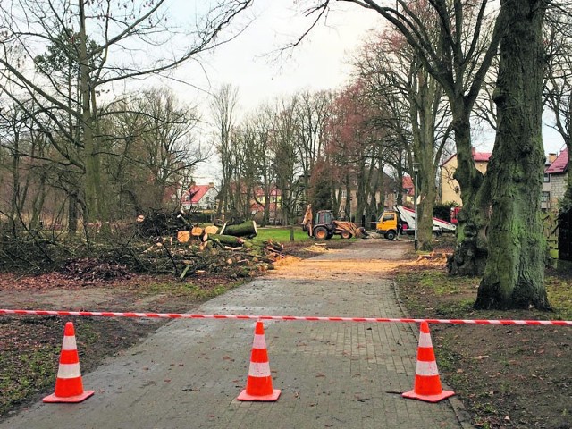 W szczecineckim parku pod topór poszły dwie okazałe lipy, a kilka zostało mocno przyciętych. O sprawie powiadomili nas Czytelnicy. Ratusz zapewnia, że wycinka była zgodna z prawem.