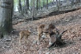 Stado muflonów narodziło się w Leśnym Parku Niespodzianek