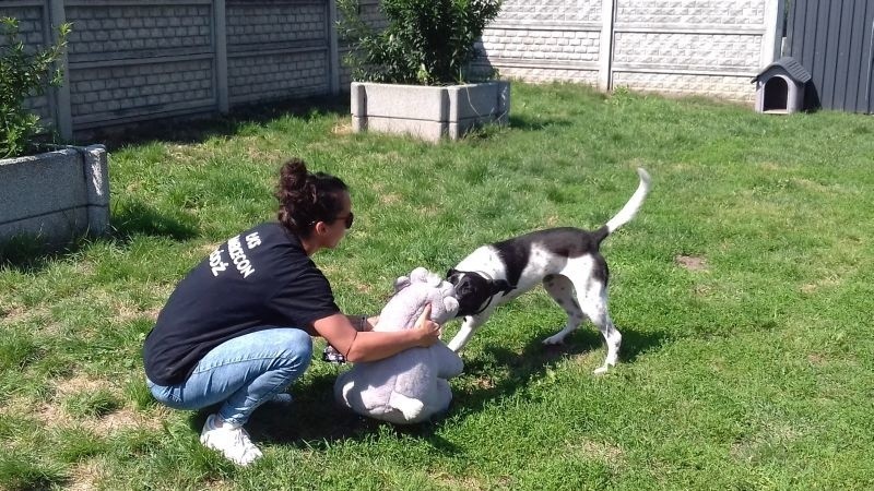Łódzkie siatkarki wspierają adopcje bezdomnych psów z łódzkiego schroniska, w tej sprawie odwiedziły czworonogi przy Marmurowej
