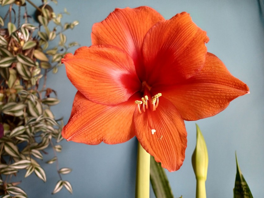 Zwartnica (hippeastrum) i amarylis (amaryllis belladonna)...