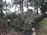 W Załakowie drzewo przygniotło mężczyznę. 39-latek nie żyje [zdjęcia]