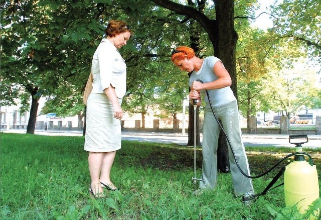 Kasztanowce przy ulicy Bronowickiej były szczepione rok temu. Na zdjęciu Patrycja Szelągowska, która przeprowadziła zabieg oraz Magdalena Grycko, ogrodnik miejski.