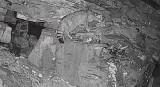 W Babiogórskim Parku Narodowym udało się nagrać żbika. To pierwsze takie nagranie tego dzikiego kota 