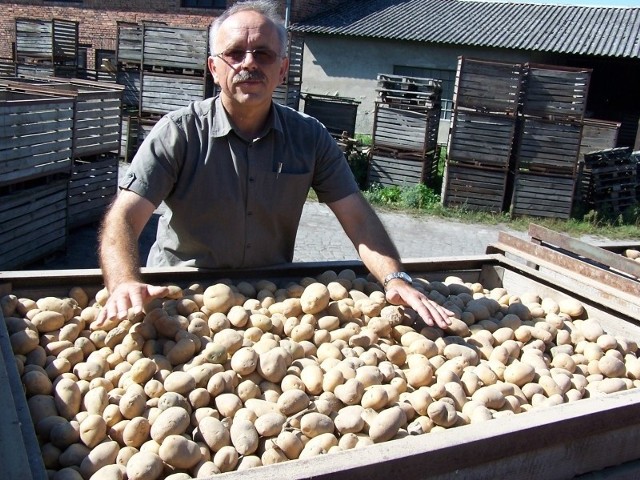 - Ziemniaki w zależności od odmiany mają różne kształty i rozmiary, różnią się także barwą skórki, miąższu i kolorem kwiatów - mówi Stanisław Kołodziej.