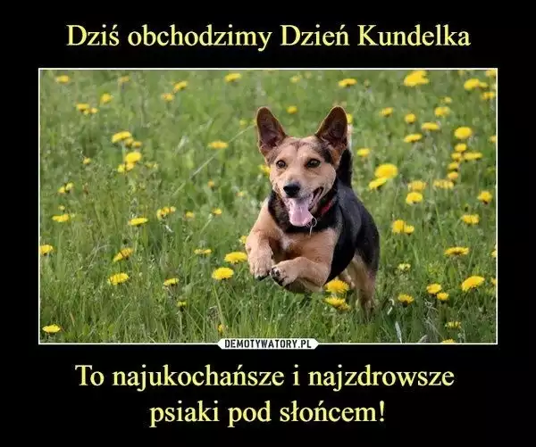 Dzień Kundelka, czyli święto wszystkich piesków wielorasowych, obchodzone jest 25 października. Są piękne i kochane, nic więc dziwnego, że stały się bohaterami memów - zarówno śmiesznych jak i bardzo wzruszających. Zobaczcie najlepsze z nich. >>>ZOBACZ WIĘCEJ NA KOLEJNYCH SLAJDACH