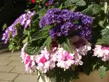 Te kwiaty posiej już w styczniu! To sposób, by małym kosztem mieć mnóstwo kwiatów w ogrodzie lub na balkonie. Zobacz, co można już siać