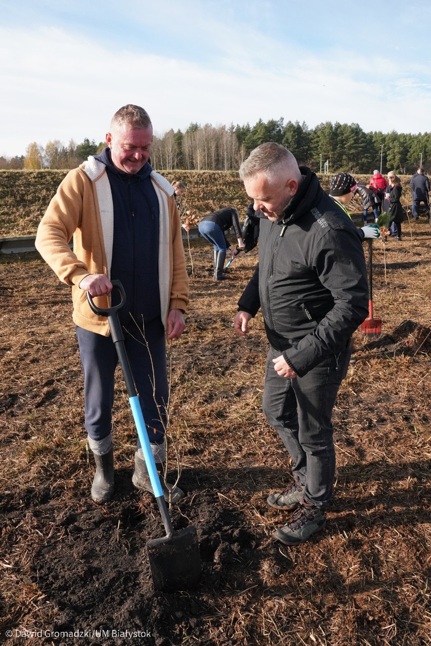 Drzewka zostały posadzone przy zbiorniku retencyjnym...