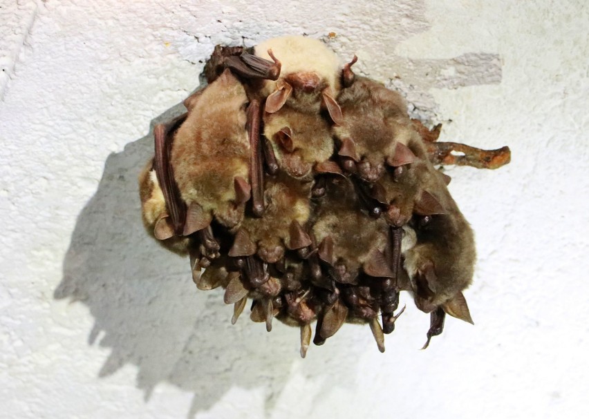 Podziemna sypialnia nietoperzy może się okazać spiżarnią szopów [ZDJĘCIA, WIDEO]