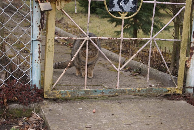 Bezdomne koty w Głogowie znajdą "zatrudnienie"?