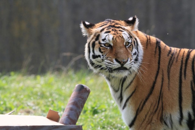 Jeśli chcesz zaadoptować tygrysa amurskiego, słonia afrykańskiego lub hipopotama nilowego - zgłoś się do gdańskiego ZOO