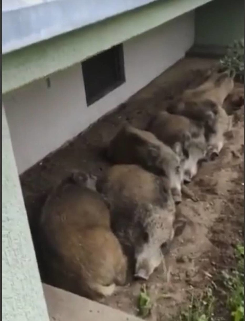 Dolny Śląsk: Wataha dzików zamieszkała pod balkonem [Zdjęcia]