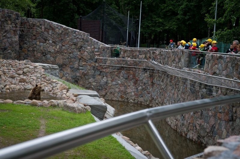 Niedźwiedź Grześ w ogrodzie Akcent ZOO