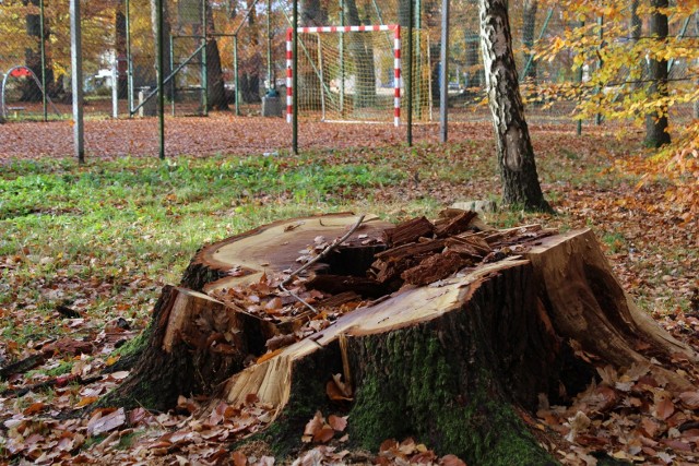 Wielkie drzewo w parku na koszalińskim Rokosowie przewróciło się tuż obok boiska, na siłownię zewnętrzną. Drzewo zniszczyło część wysokiego ogrodzenia.