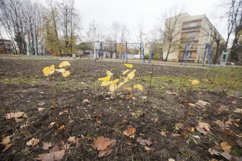 Po trzech latach prac Park Wiśniowy Sad został wyremontowany