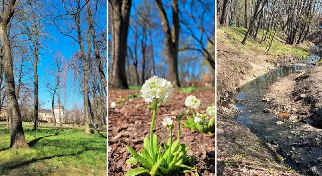 W ostatnich latach Park Jerzmanowskich przeszedł rewitalizacje. Zaczęły tam rozkwitać drzewa, krzewy i kwiaty.