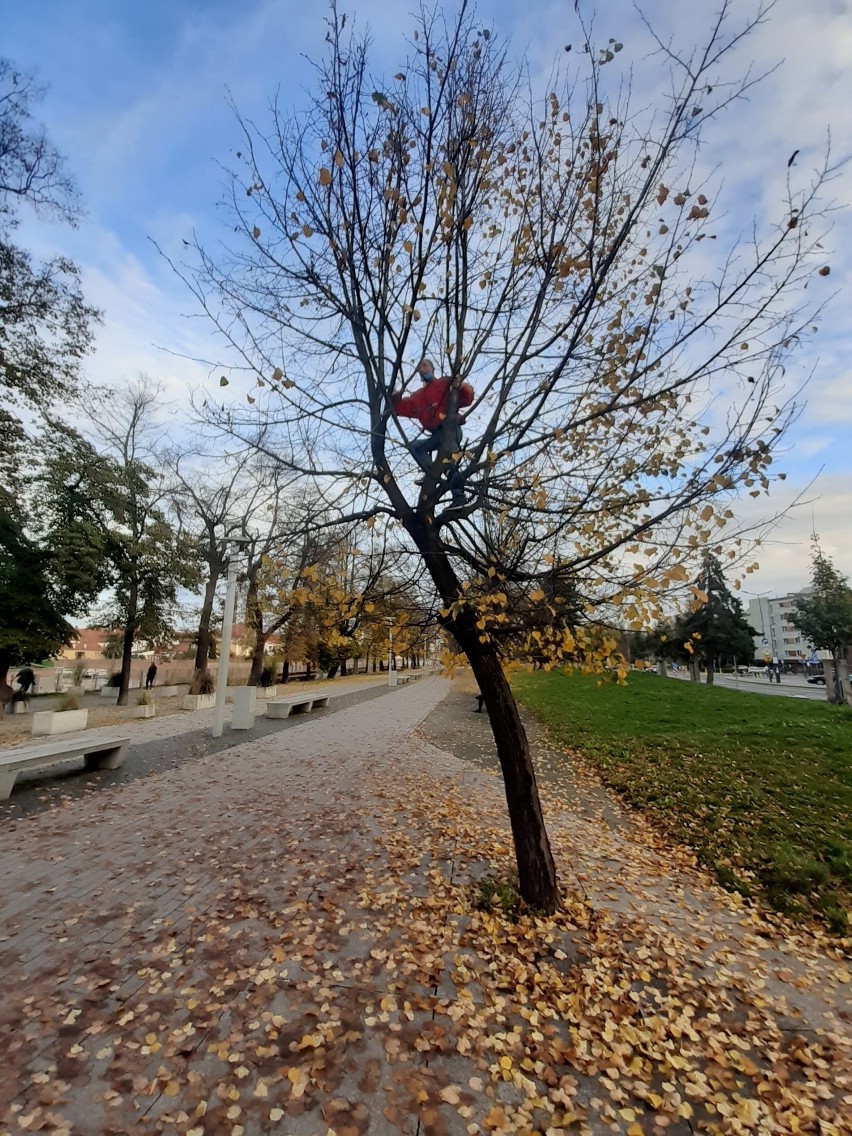 Wrocław. Przy Hali Targowej mężczyzna wszedł na drzewo i wykrzykiwał hasła [FILM]