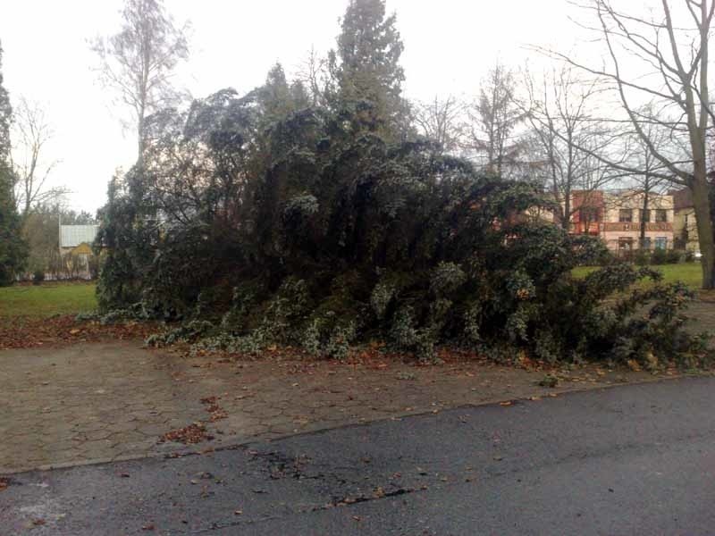 Drzewo spadło na parking, na szczęście nie stał tam wtedy...