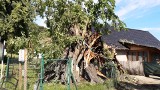 Gmina Gubin. Wiąz Wiedźmin w Komorowie będzie żył kolejne dziesiątki lat? Eksperci twierdzą, że jest na to szansa