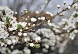 Niezwykła ekspozycja. Wiosna w obiektywie zamojskich fotografów 