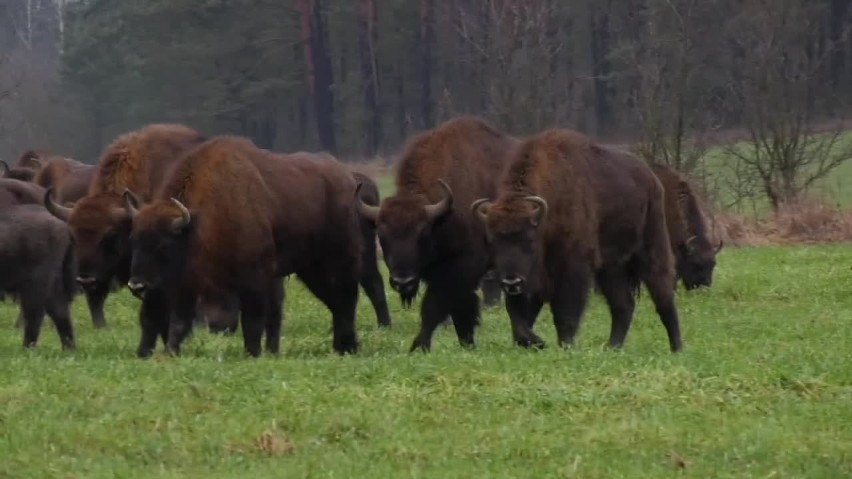 Gm. Krynki. Kilkadziesiąt żubrów przy drodze! [wideo]