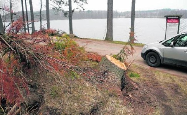 Lasek przy jeziorze jest porządkowany. Znikną stare, suche i stwarzające zagrożenia drzewa. Akcja potrwa jeszcze jakiś czas