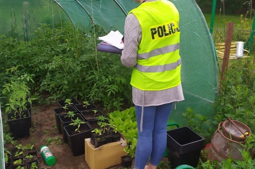 Uprawiał konopie w przydomowym ogródku. Policjanci ze Słupska zatrzymali 28-latka 