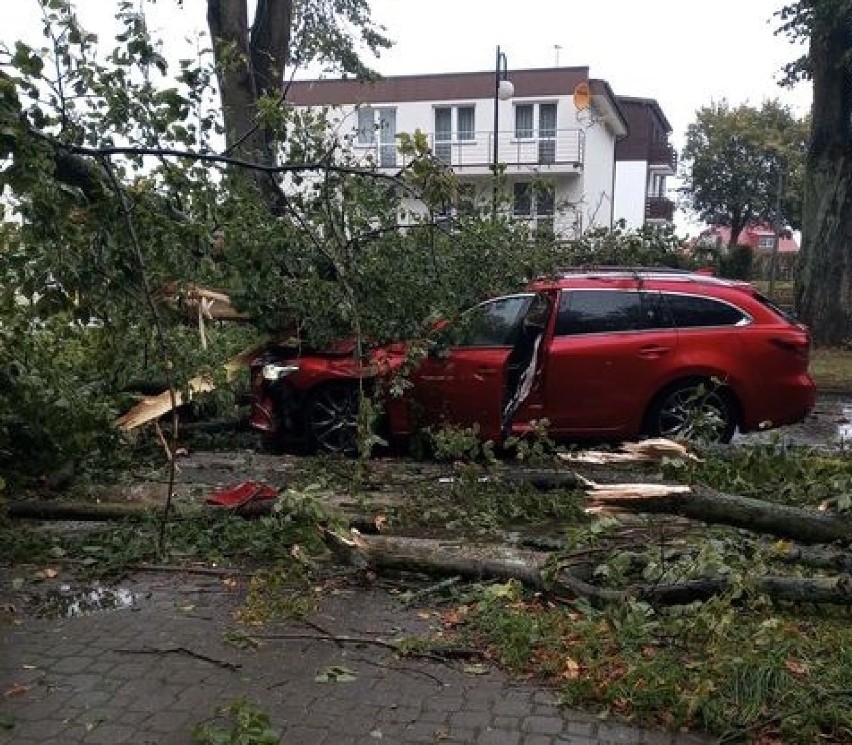 Wypadek we Władysławowie 14.10.2020. Drzewo przygniotło jadący samochód. Jedna osoba ranna. Zdjęcia