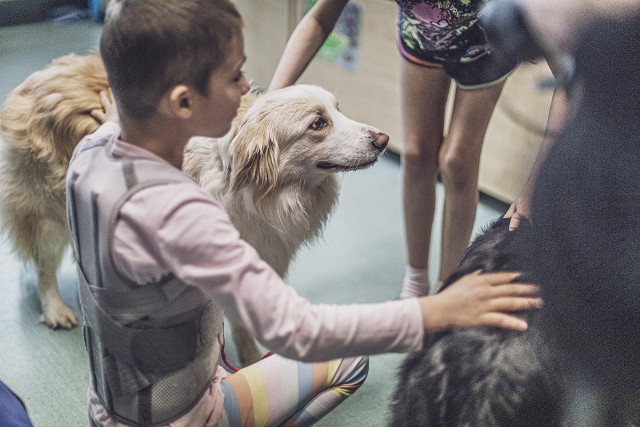 Dogoterapia – spotkania terapeutyczne z psiakami w Katowicach. Zobacz kolejne zdjęcia. Przesuwaj zdjęcia w prawo - naciśnij strzałkę lub przycisk NASTĘPNE