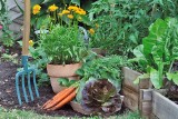 Te zioła posadź przy warzywach. Będziesz mieć lepsze zbiory, a rośliny ominą choroby i szkodniki. Jakie zioła dobrze wpływają na warzywa?