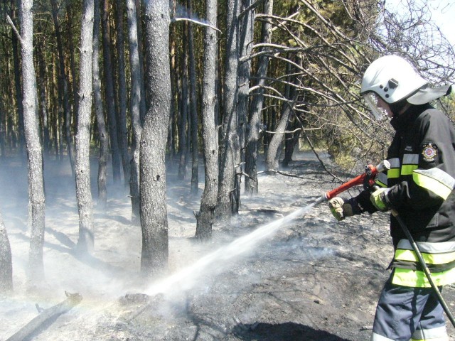 W lesie koło Szubina Wsi paliła się  przedwczoraj ściółka leśna i drzewa. Z żywiołem walczyło siedem jednostek strażackich z kilku miejscowości. Do akcji skierowano też dwa samoloty.