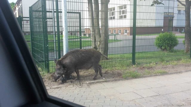 Tatarkiewicza, Gierczak, Irlandzka, Wańkowicza koło sklepu Stokrotka - to miejsca, w których w ostatnich dniach nasi Internauci z Koszalina widzieli dziki. W ciągu ostatnich tygodni informacji o tych zwierzętach wałęsających się w różnych częściach Koszalina otrzymaliśmy wiele. - Kopernika, Karłowicza, Nowowiejskiego, Piłsudskiego 81, Staszica 5, Fałata, Piłsudskiego 77, Sikorskiego, Dąbka, Bałtycka - to kolejne ulice, które wymieniają policjanci z Koszalina i inni Czytelnicy. Dziki były też widziane w różnych częściach Rokosowa i na osiedlu Unii Europejskiej. Widziałeś dziki? Napisz do nas na adres alarm@gk24.pl. Jeśli zrobiłeś zdjęcia, prześlij je nam.  Uzupełnią naszą fotogalerię.