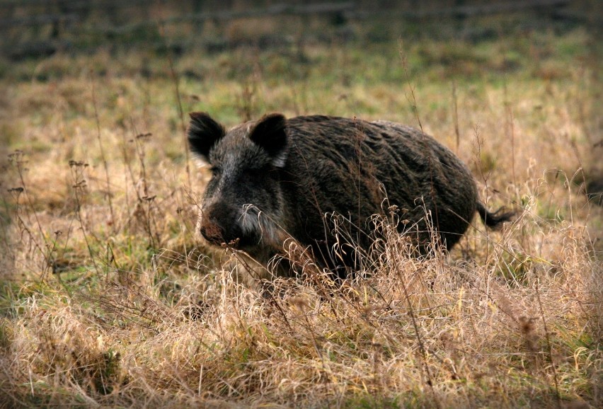 Okazuje się, że myśliwi upolowali o tysiąc osobników mniej...