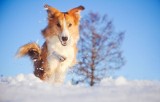 Ważne dla właścicieli psów! Jak zadbać o psa zimą