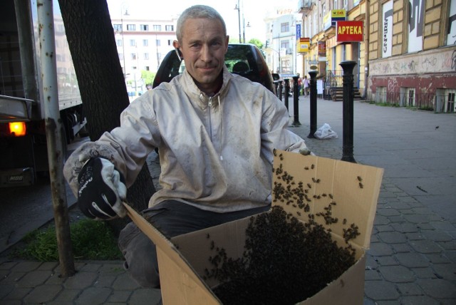 Adam Trojnar, pszczelarz z Konopnicy, zlikwidował w zeszłym roku rój pszczół terroryzujących mieszkańców ul. Narutowicza.
