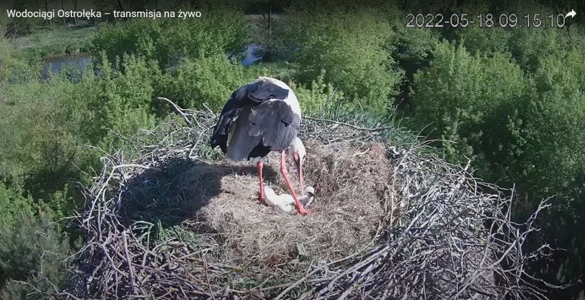 Ostrołęka. Bociany z OPWiK doczekały się potomstwa. Wykluł się pierwszy mały bocian. 18.05.2022