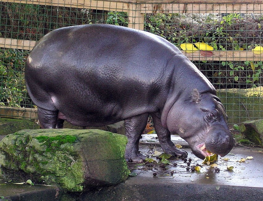 Do Łodzi przyjadą hipopotamy karłowate. Zamieszkają w nowym pawilonie