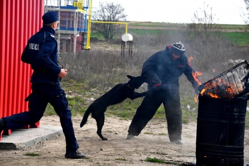 Łapy. Szkolenie psów tropiących w Ośrodku Szkolenia Straży Pożarnej [ZDJĘCIA]