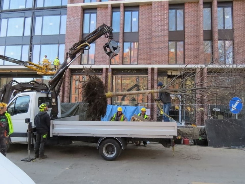 Wrocław: Inwestor uratował drzewa. Mógł wyciąć, przesadził (ZDJĘCIA)