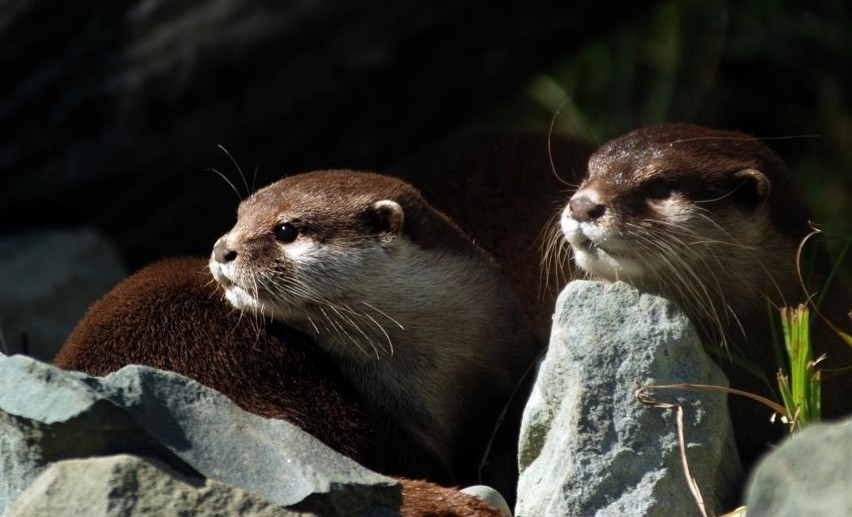 Zoo w Ostrawie nastawia się na Polaków. W Majówkę otwarte!