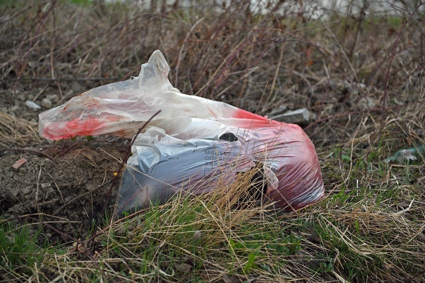 Nowy Sącz. Jest nagroda za wskazanie oprawcy psa znad Kamienicy