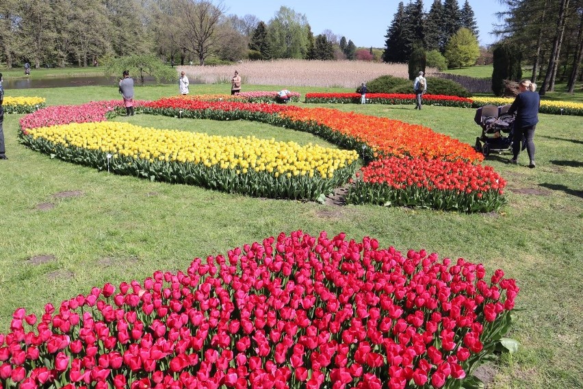 Ogród Botaniczny w Łodzi. Trwa sadzenie tysięcy cebul tulipanów. Wiosną 2024 roku zakwitną, tworząc wielobarwny dywan