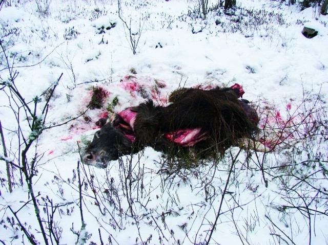 To drastyczne zdjęcie szczątek zabitego w środę łosia - skóra i łeb, które kłusownicy zostawili w lesie