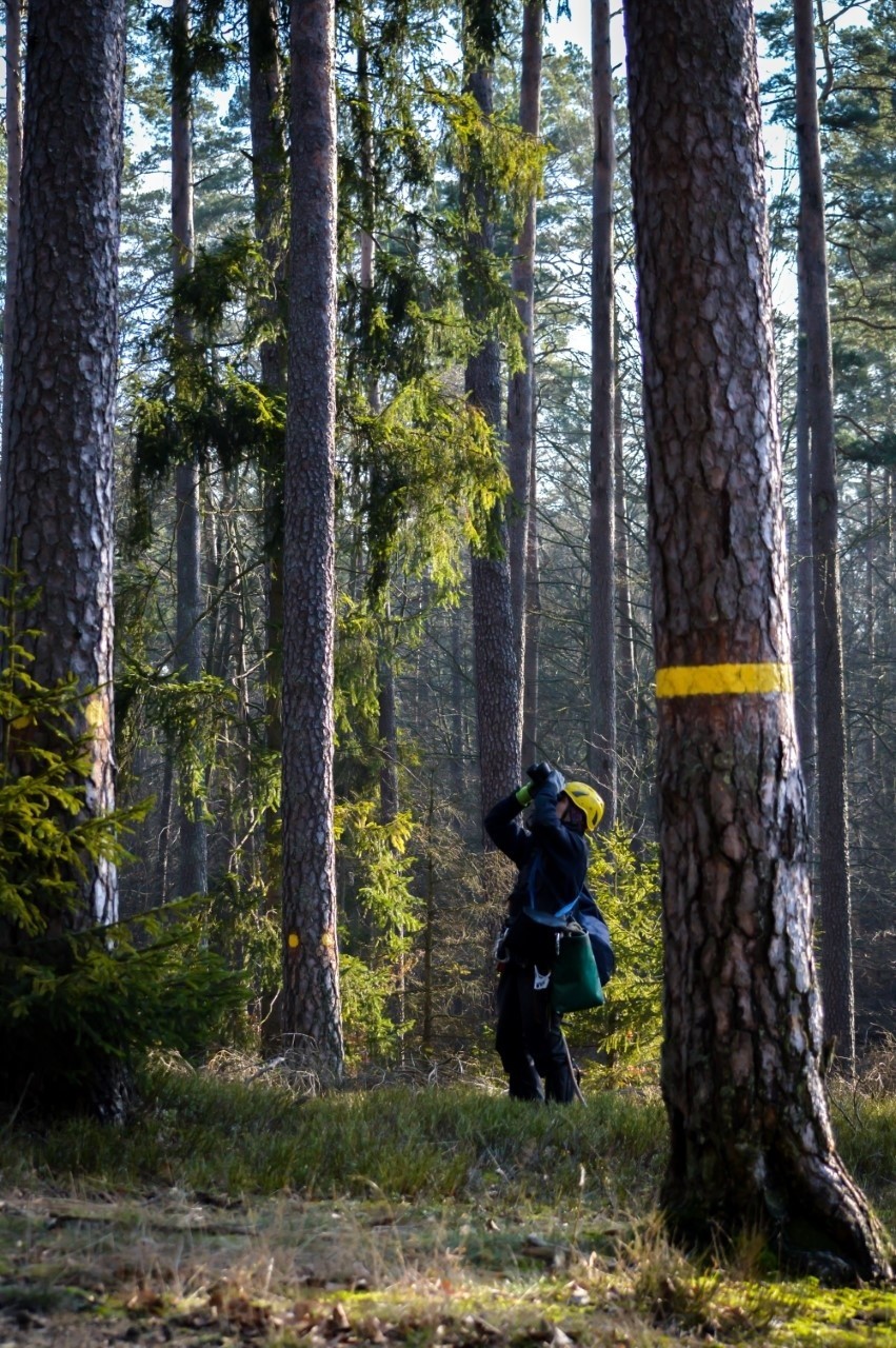 Wspinają się na 20-30 metrowe sosny i zbierają... szyszki. Ze stu kilogramów udaje się uzyskać jeden kilogram nasion