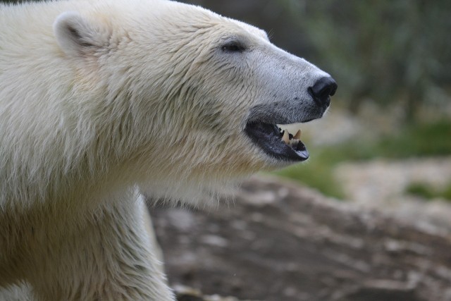 Od lat 70. XX wieku na Svalbard co najmniej pięć osób zostało zabitych przez niedźwiedzie polarne