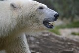 Niedźwiedź polarny zaatakował kobietę w Norwegii. Udało jej się ujść z życiem