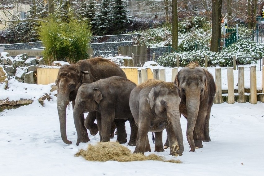 Zoo w Ostravie zachęca Polaków do przyjazdu w trakcie ferii....