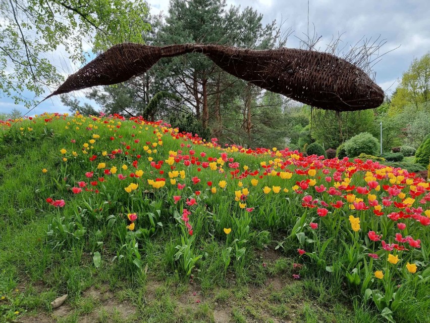 Arboretum w Bolestraszycach. Wyjątkowe miejsce na Podkarpaciu, obowiązkowy punkt wycieczki [ZDJĘCIA]