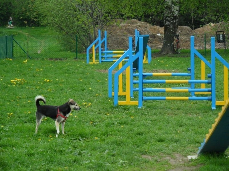 Park dla psów w Pszczynie