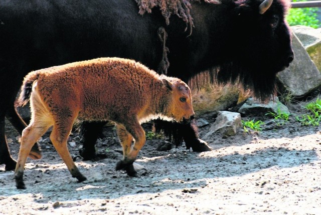 Po wybiegu przechadza się samiczka bizona, która urodziła się pod koniec lipca.
