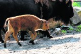 Wakacyjny przychówek w łódzkim zoo. Od mysiego jelenia do bizona